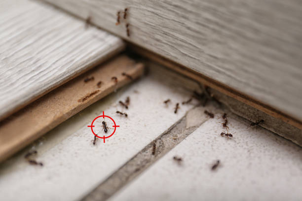 Best Rat Extermination Near Me  in High Point, NC