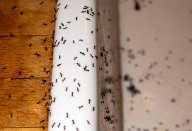 Best Best Pest Control Companies  in High Point, NC