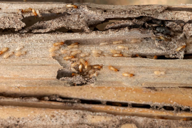 Best Pest Control Near Me in High Point, NC